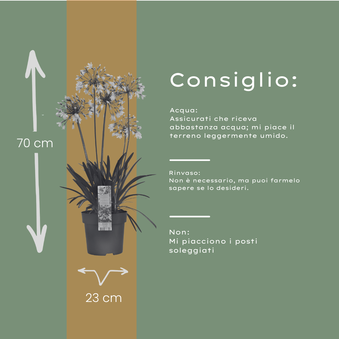 Afrikaanse lelie - Agapanthus 'Fireworks' - ↕23cm