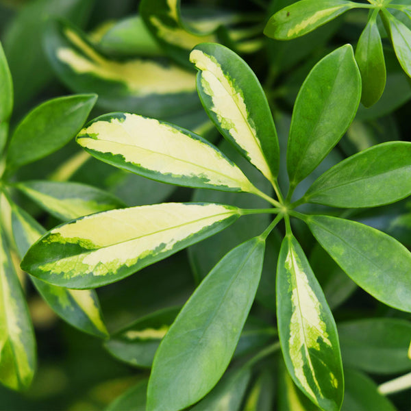 Vingerboom - Schefflera Gold Capelle - Goud - Ø21cm - ↕70-80cm