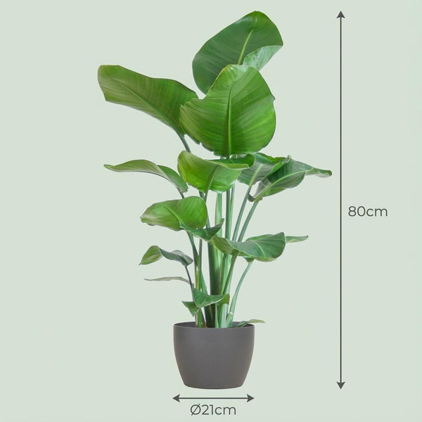 Witte paradijsvogelplant - Strelitzia nicolai - incl. Pot - Grijs - Ø21cm - ↕80cm