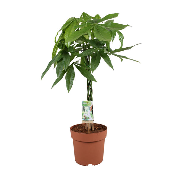 Geldboom - Pachira Aquatica - Ø21cm - ↕90cm