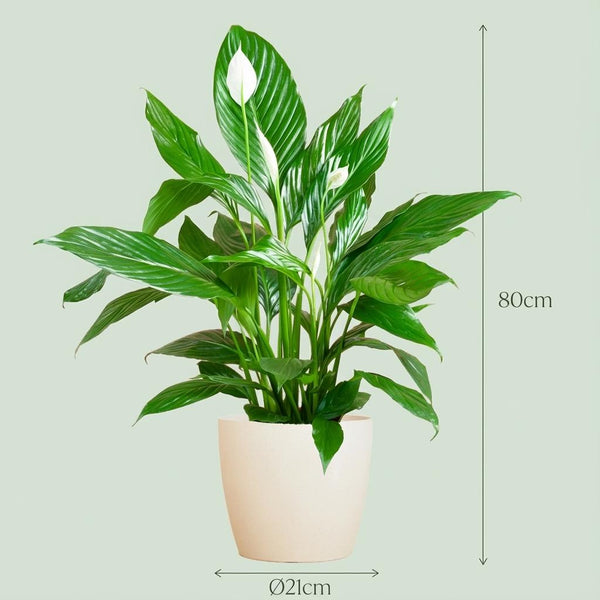 Lepelbloem - Spathiphyllum - incl. Pot - Wit - Ø21cm - ↕80cm