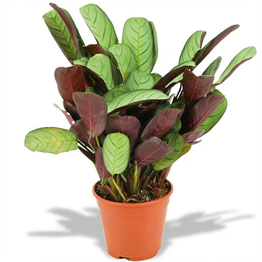 Ctenanthe Amagris - Ø14cm - ↕35-40cm