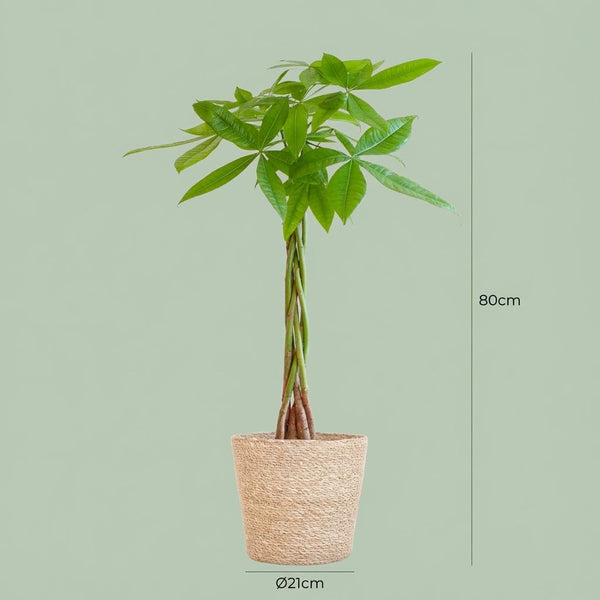 Geldboom - Pachira aquatica - incl. Zeegraskorf - Naturel - Ø21cm - ↕80cm
