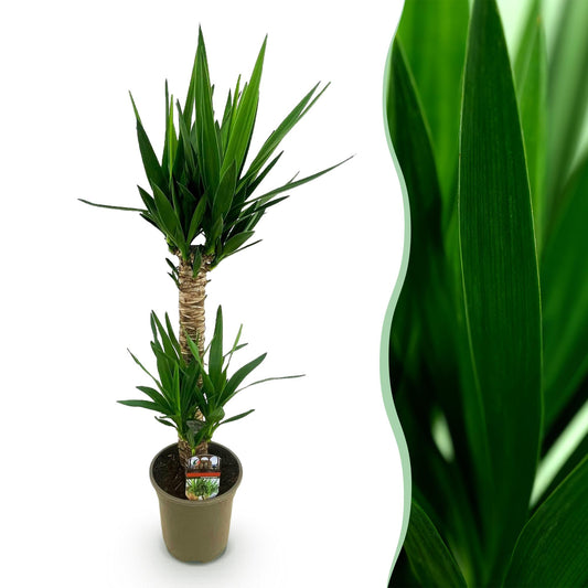 Palmlelie - Yucca elephantipes - Ø19cm - ↕95cm