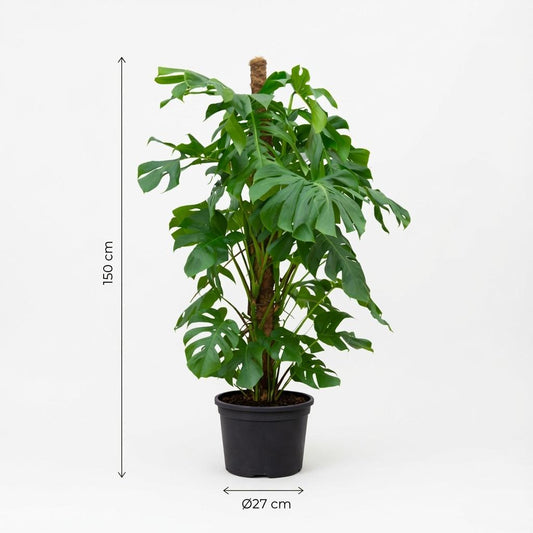 Gatenplant - Monstera deliciosa - Ø27cm - ↕140cm