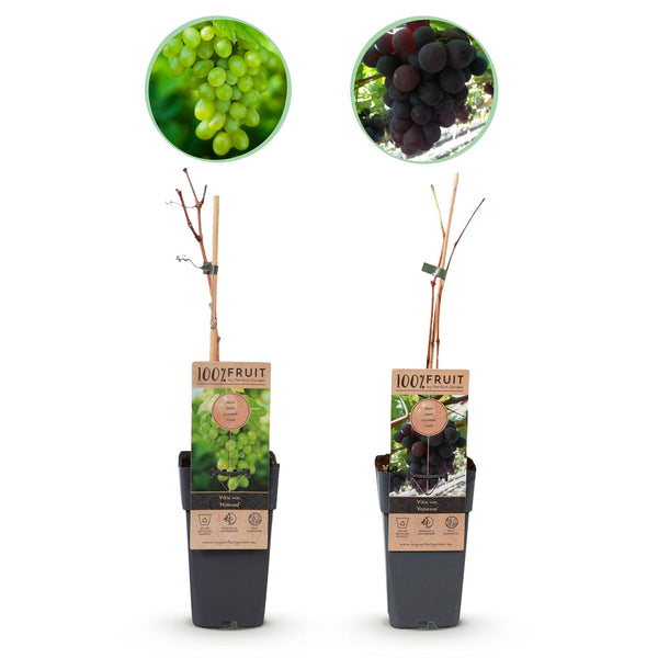 Druif - Vitis vinifera Vanessa - Ø15cm - ↕50cm