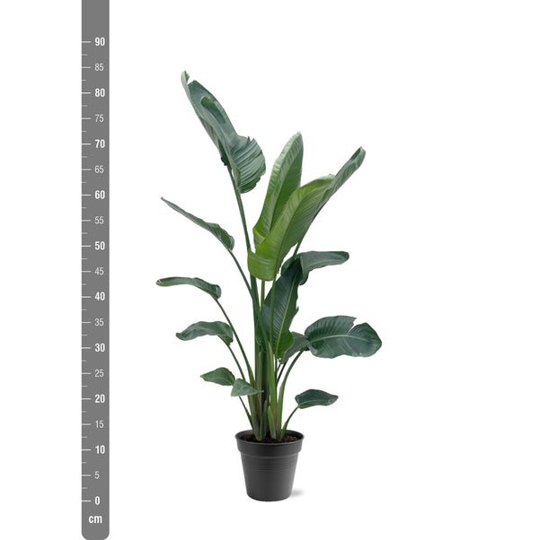 Witte paradijsvogelplant - Strelitzia nicolai - Ø34cm - ↕190-225cm