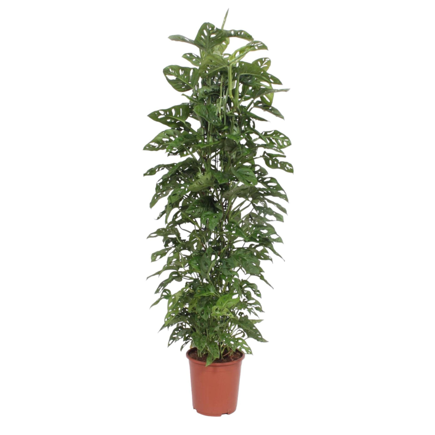 Gatenplant - Monstera Monkey Leaf gaasrek - ↕180cm