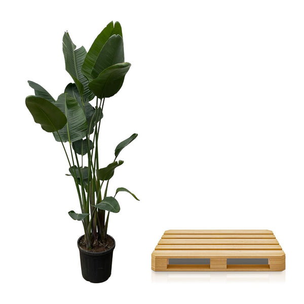 Witte paradijsvogelplant - Strelitzia nicolai - Ø34cm - ↕250cm