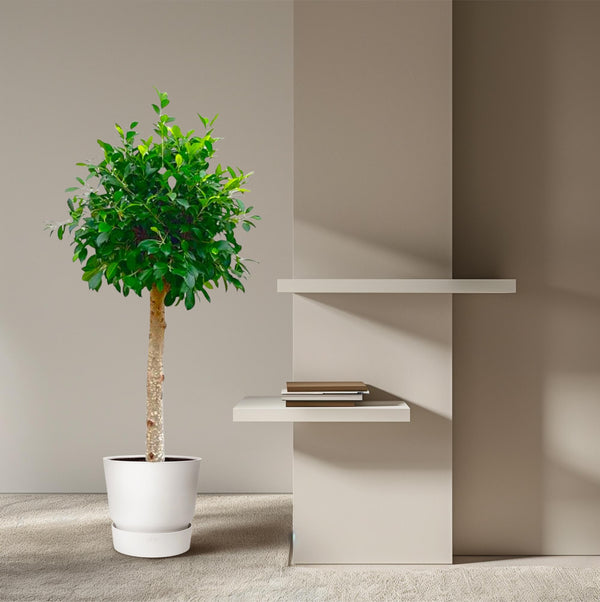 Haagvijg - Ficus nitida - Ø30cm - ↕130cm