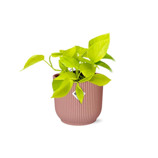 Pothos - Epipremnum pinnatum - incl. Elho Vibes Fold Roze - ↕14cm