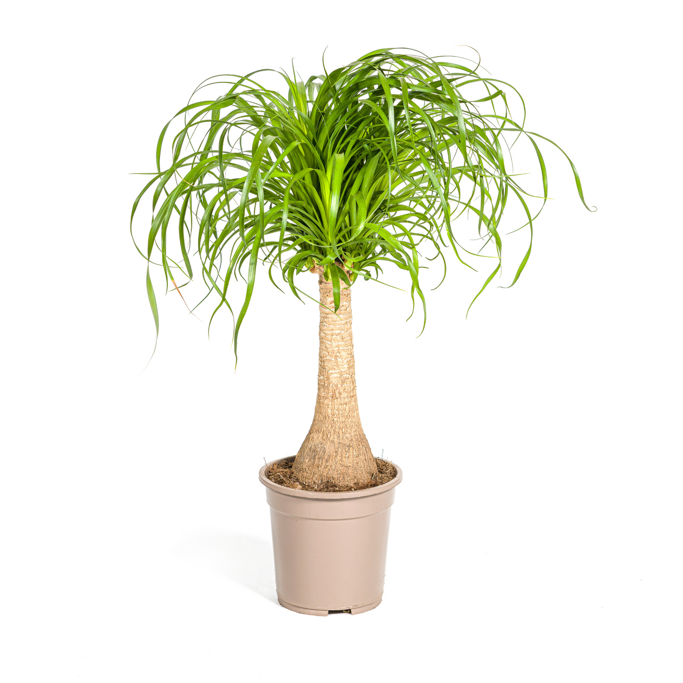 Olifantspoot - Beaucarnea recurvata - Ø21cm - ↕70cm