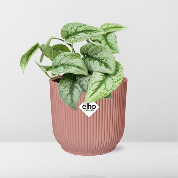 Satijnpothos - Scindapsus pictus 'Trebie' - incl. Elho Vibes Fold Roze - ↕14cm
