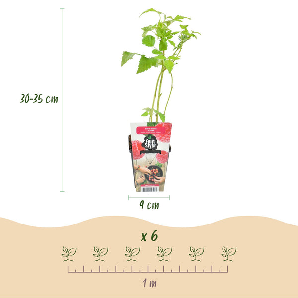 Frambozenplant - Rubus idaeus Heritage - Ø9cm