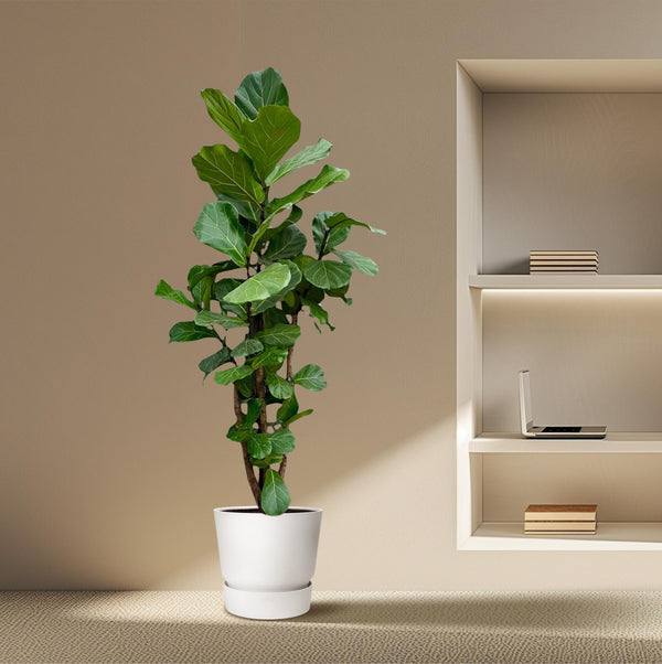 Vioolbladplant - Ficus lyrata vertakt - Ø45cm - ↕200cm
