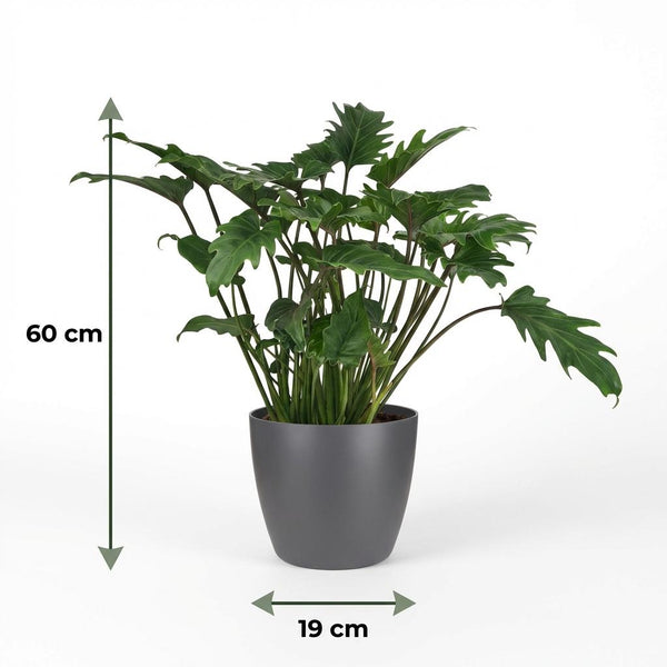 Philodendron Xanadu - Ø19cm - ↕60cm
