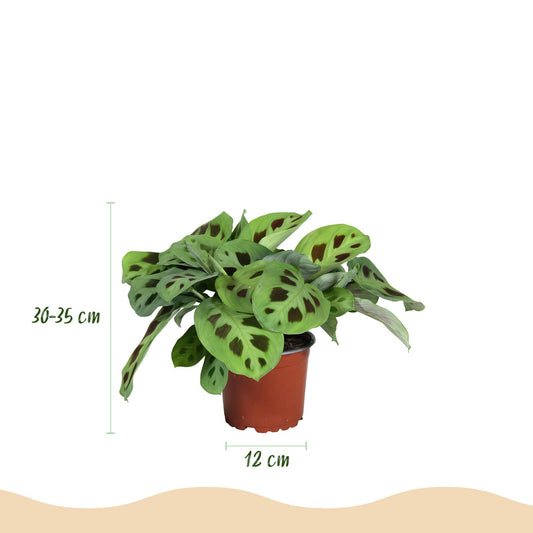 Zebraplant - Maranta Fascinator Kerchoveana - Ø12cm - ↕25cm