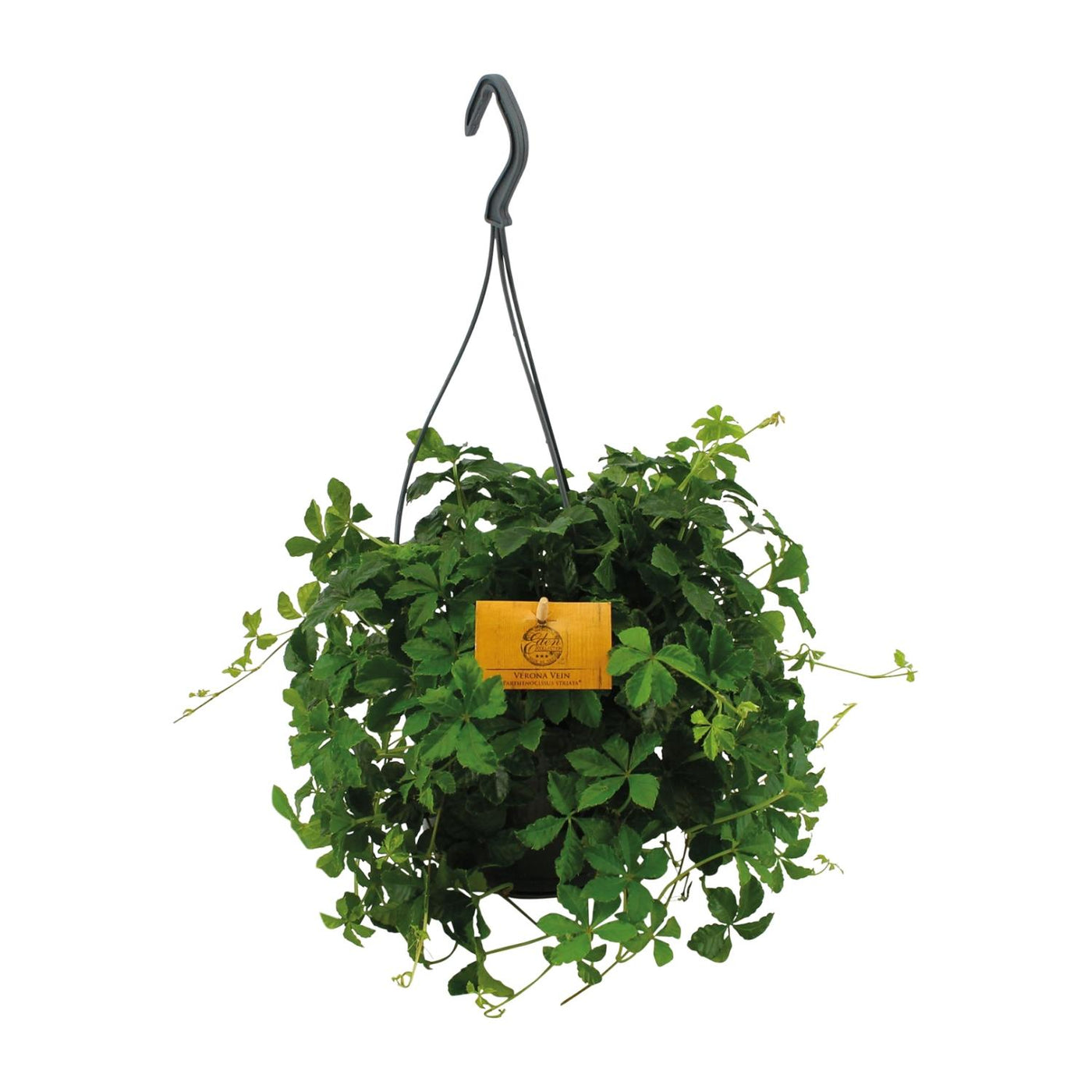 Wilde wingerd - Parthenocissus striata - hangend - Ø15cm - ↕15cm
