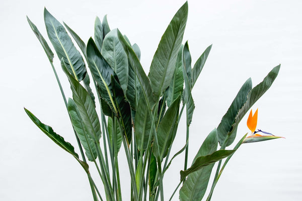 Paradijsvogelplant - Strelitzia reginae - Ø30cm - ↕150cm