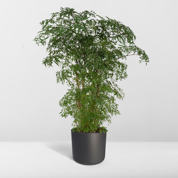 Polyscias Fruticosa - Ø21cm - ↕75cm
