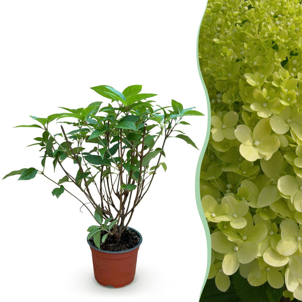 Hortensia - Hydrangea paniculata Limelight - Ø12cm - ↕20-30cm