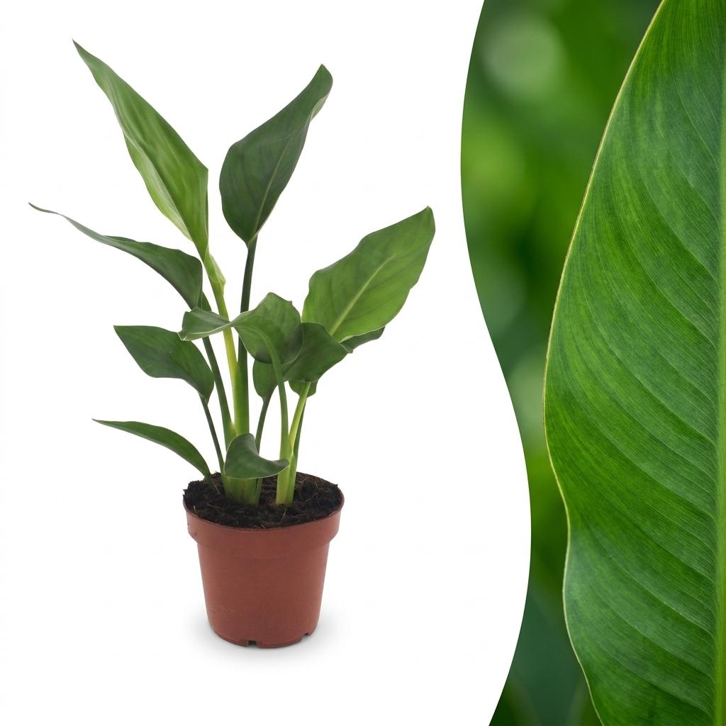 Paradijsvogelplant - Strelitzia Reginea - Ø12cm - ↕35cm
