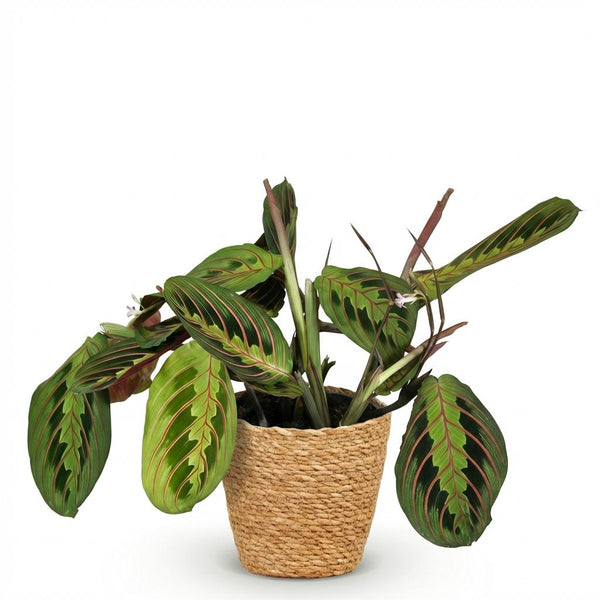 Gebedsplant - Maranta Fascinator Tricolour - Ø12cm - ↕25cm