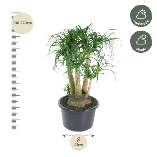Beaucarnea vertakt - Ø41cm - ↕110cm