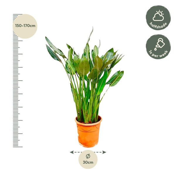Paradijsvogelplant - Strelitzia reginae - Ø30cm - ↕150cm