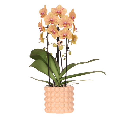 Vlinderorchidee - Phalaenopsis 'Sunny Bunny' - incl. sierpot perzik - Ø12cm
