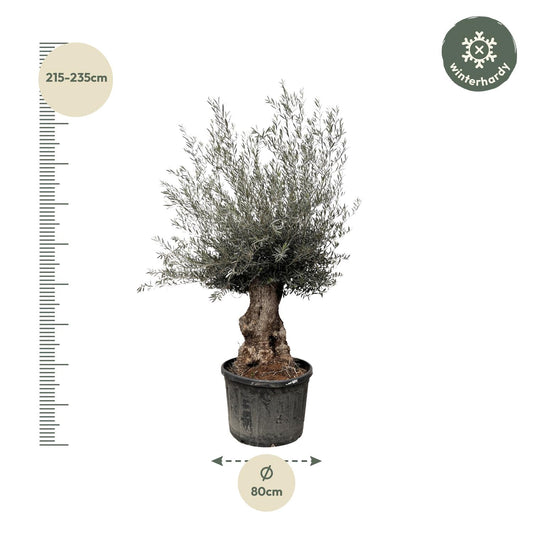 Olea Europaea Bonsai - Ø80cm - ↕270cm