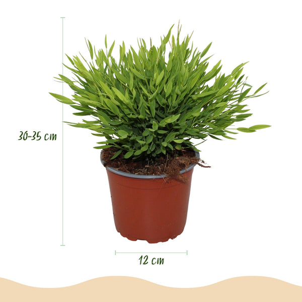 Bamboegras - Bambusa Pogonatherum Monica - Ø12cm - ↕20cm