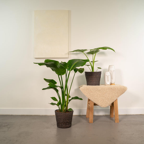 Witte paradijsvogelplant - Strelitzia nicolai - Ø19cm - ↕85cm