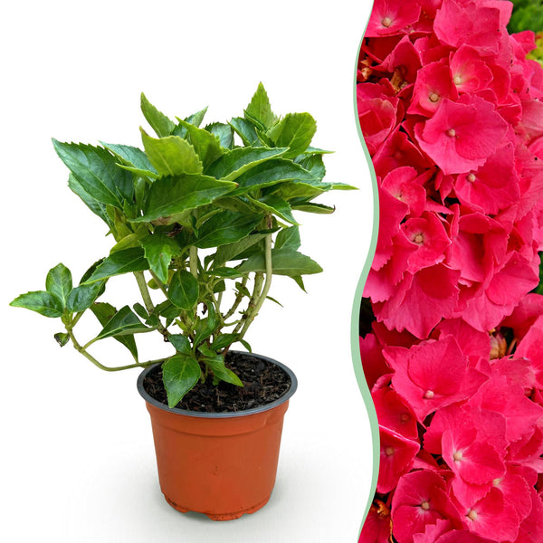 Hortensia - Hydrangea macrophylla Rood - rood - Ø12cm - ↕20-30cm