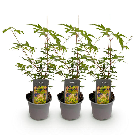 Japanse Esdoorn - Acer palmatum Sangokaku - Ø12cm - ↕35cm