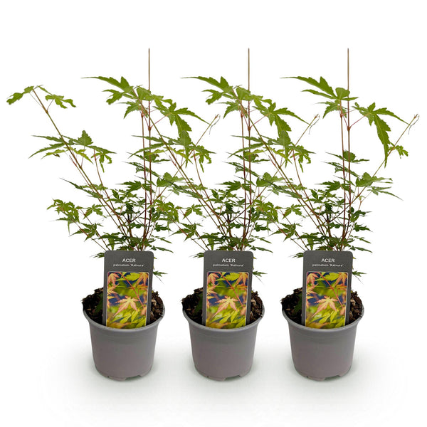 Japanse Esdoorn - Acer palmatum Sangokaku - Ø12cm - ↕35cm