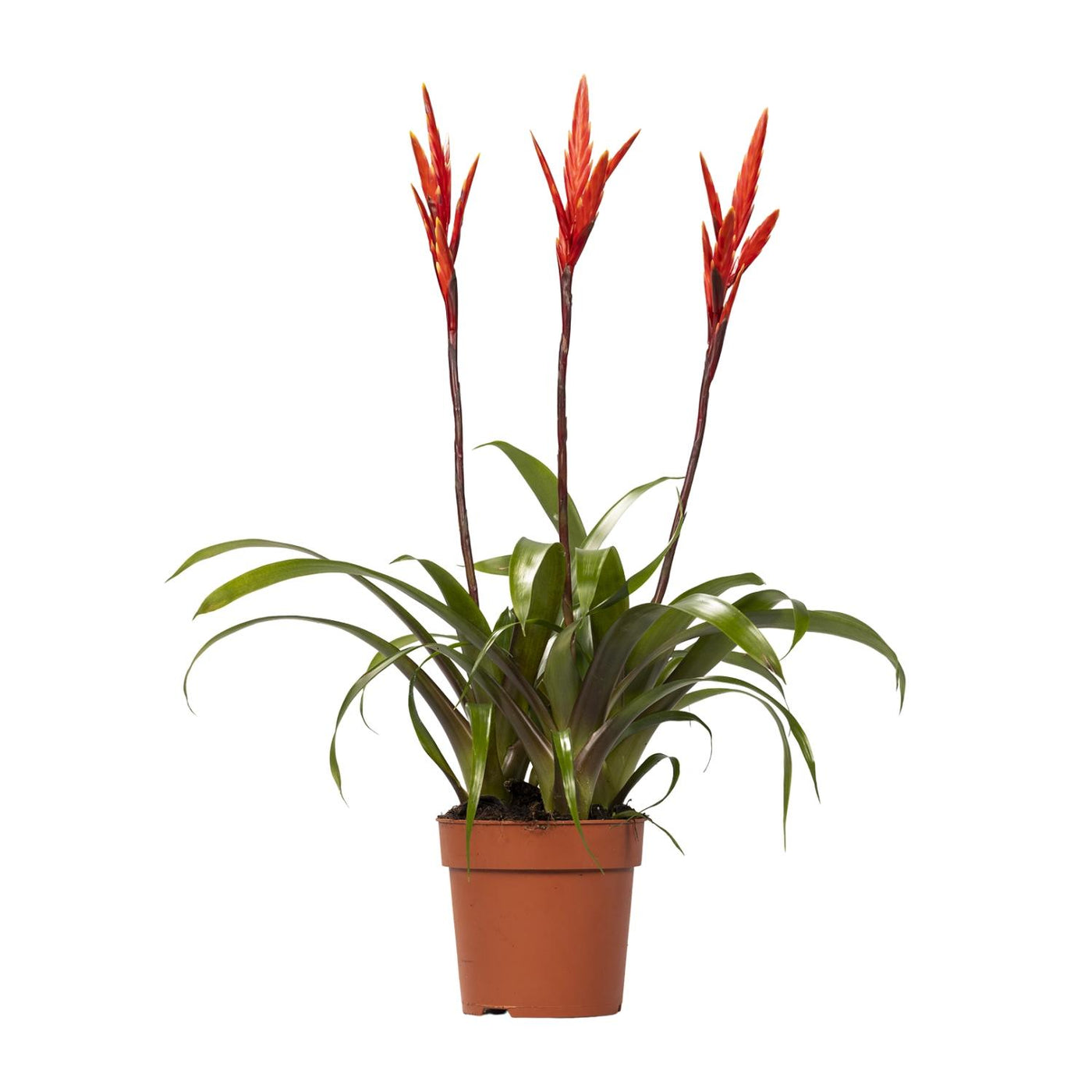 Vlaggenplant - Vriesea 'Elan' - Ø12cm - ↕55cm