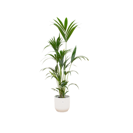 Kentiapalm - Kentia palm - incl. Elho Vibes Fold Round wit - Ø30cm