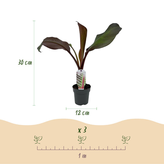 Bananenplant - Ensete ventricosum Maurelli - Ø12cm - ↕30cm