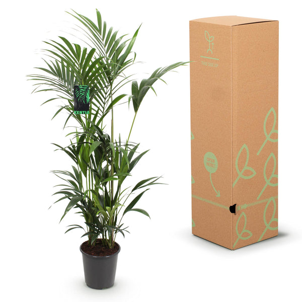 Kentiapalm - Howea forsteriana - Ø27cm - ↕160-170cm