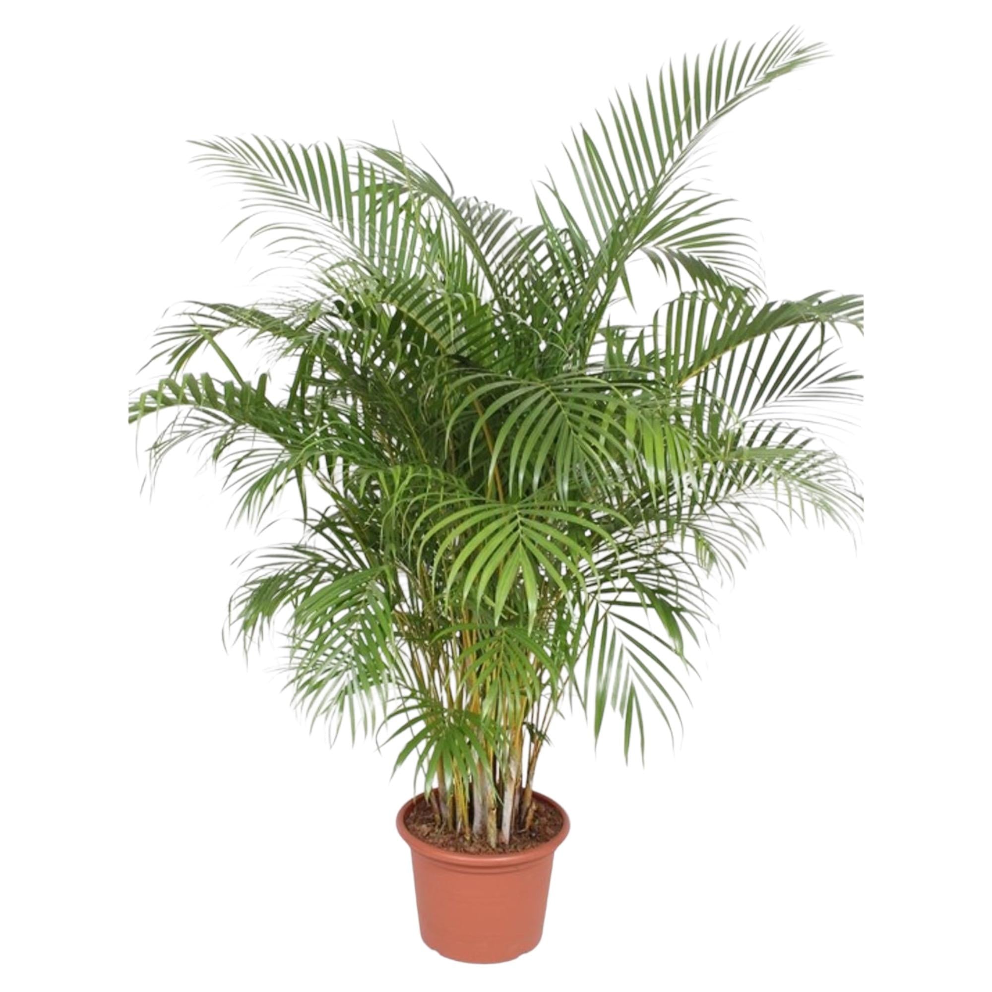 Arecapalm - Dypsis lutescens - Ø40cm - ↕200cm