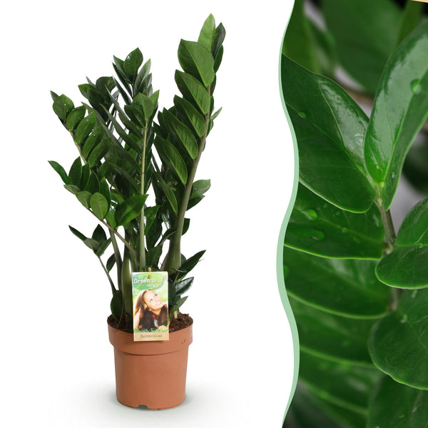 ZZ-plant - Zamioculcas - Ø17cm - ↕65-75cm