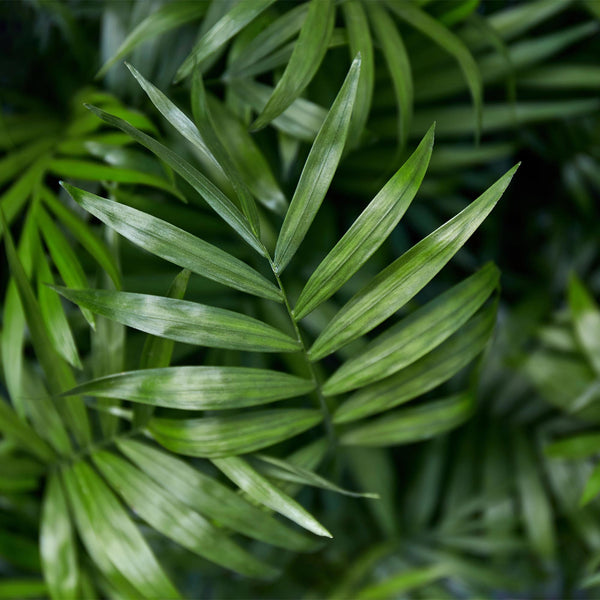 Bergpalm - Chamaedorea elegans - Ø12cm - ↕15cm