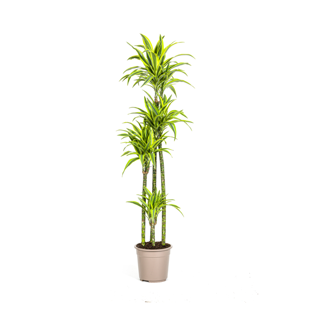 Drakenbloedboom - Dracaena Lemon Lime - Ø27cm - ↕180cm