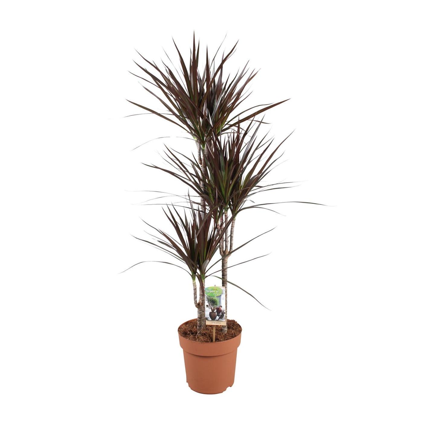 Drakenbloedboom - Dracaena Magenta - Ø21cm - ↕120cm