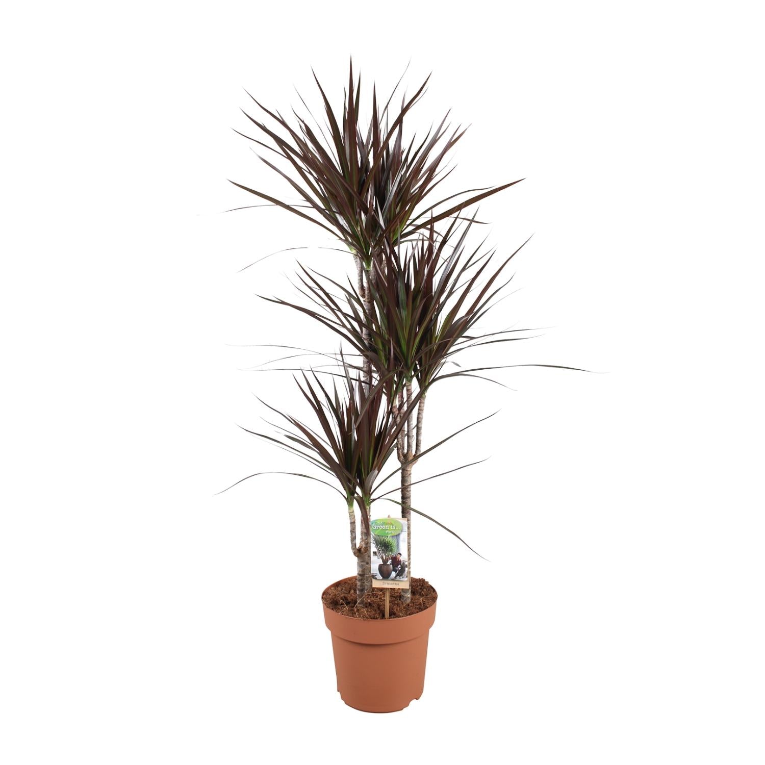Drakenbloedboom - Dracaena Magenta - Ø21cm - ↕120cm