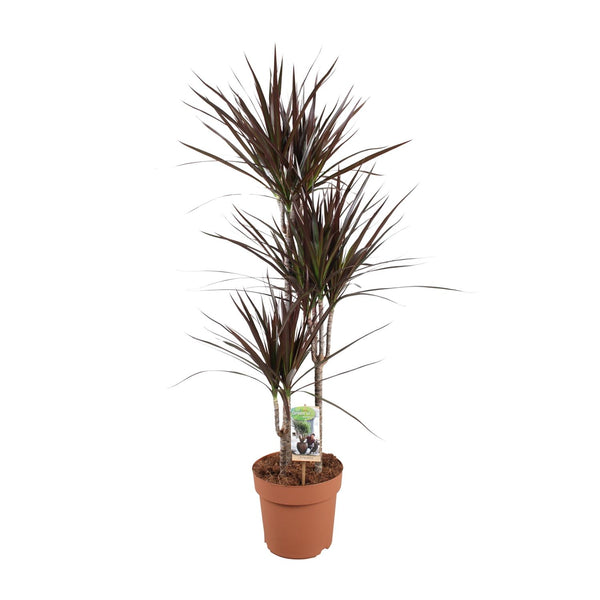 Drakenbloedboom - Dracaena Magenta - Ø21cm - ↕120cm