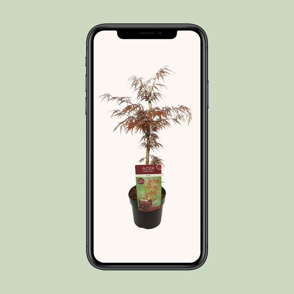 Japanse Esdoorn - Acer palmatum - Ø19cm - ↕40cm