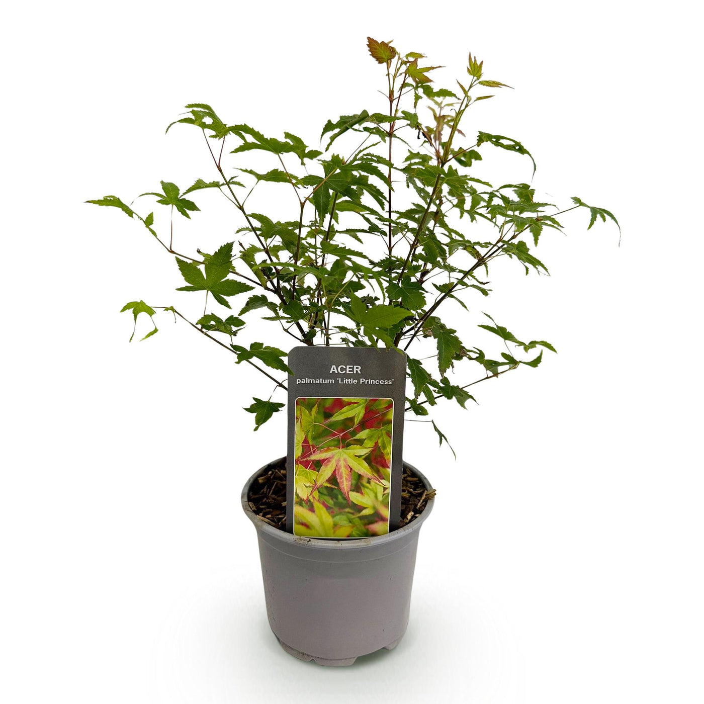 Japanse Esdoorn - Acer palmatum Little Princess - Ø12cm - ↕35cm