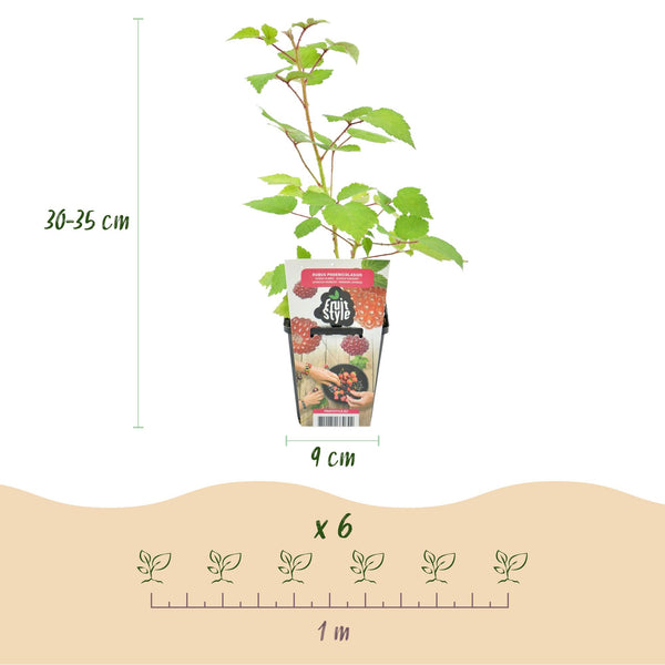 Japanse wijnbes - Rubus Phoenicolasius - Ø9cm